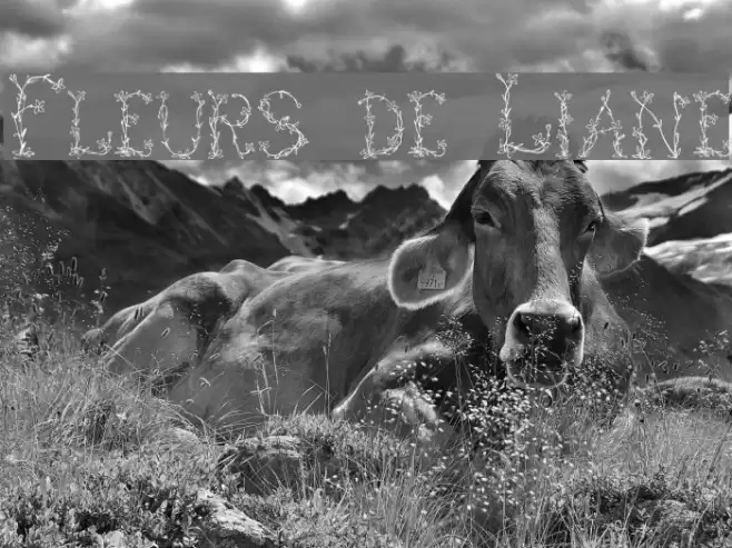 Fleurs de Liane Font examples