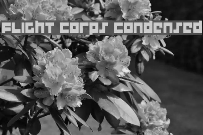 Flight Corps Condensed Fuentes examples