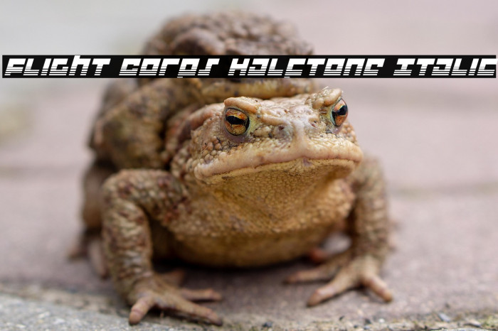 Flight Corps Halftone Italic Example 2