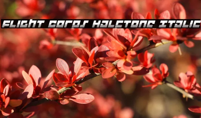 Flight Corps Halftone Italic Example 3