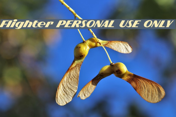 Flighter PERSONAL USE ONLY Example 1