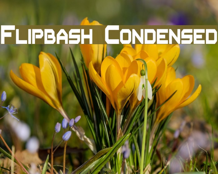 Flipbash Condensed Font examples
