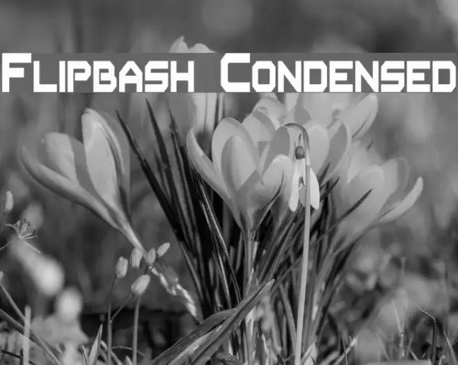 Flipbash Condensed Font examples