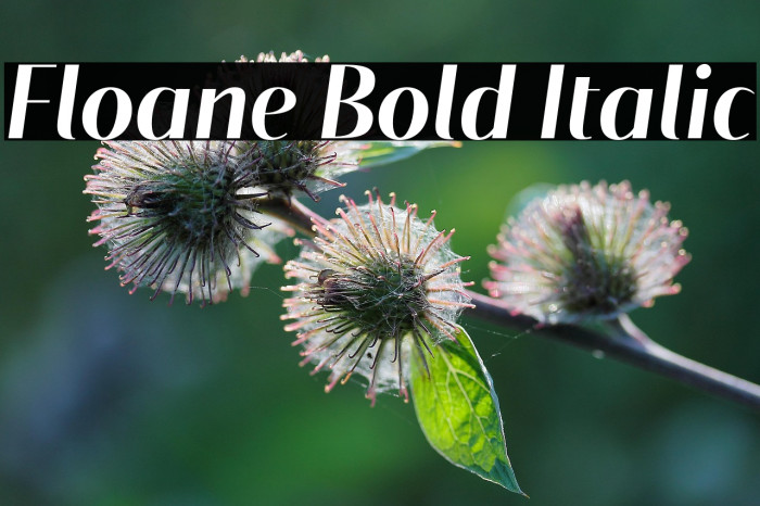 Floane Bold Italic Example 2