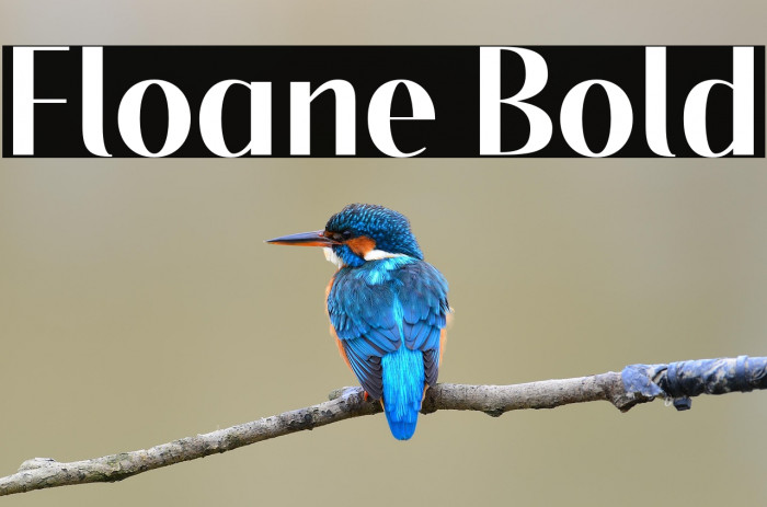 Floane Bold Example 3