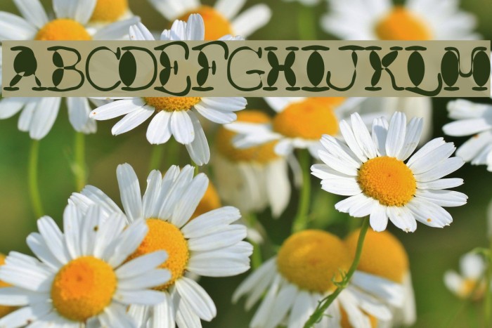 Floopi Font examples