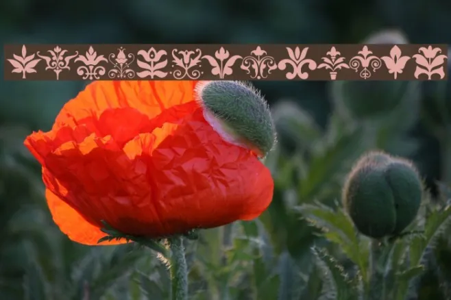 FloraDeco Example 1