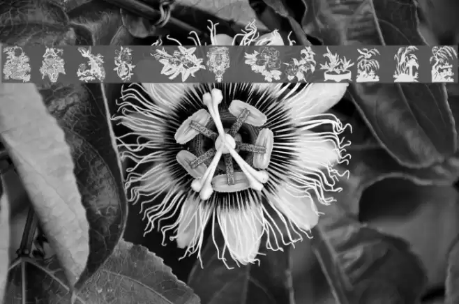 Floral 2 خط examples