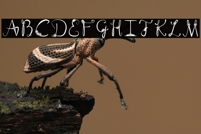 Floral Suave Regular Example 2