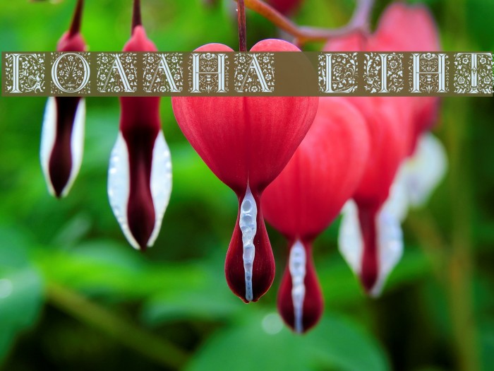 Floralalpha  Light Example 3