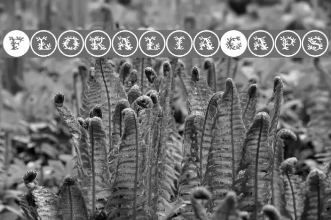 FloraliaCaps Font examples