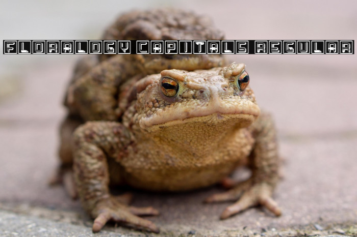 Floralogy Capitals Regular Example 2