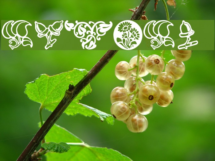 Florals 2 Font examples