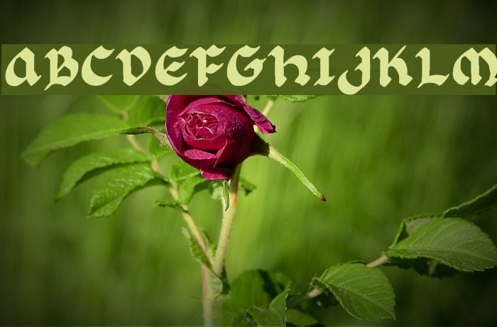 Florante at Laura Font examples