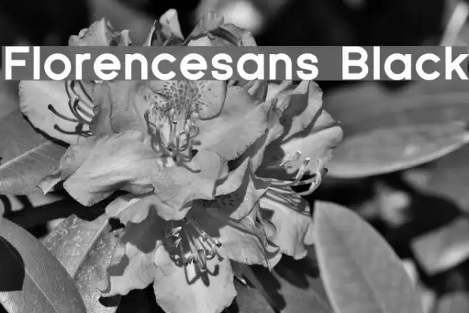 Florencesans Black Font examples