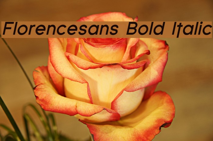 Florencesans Bold Italic Font examples