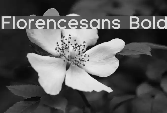 Florencesans Bold Font examples