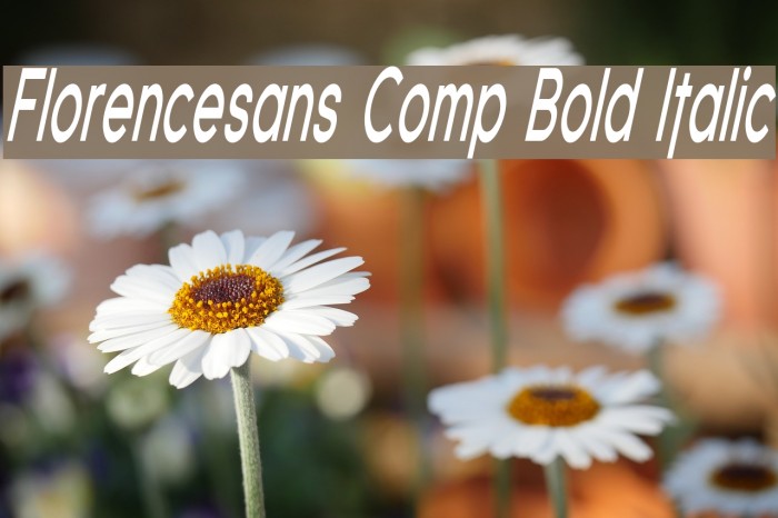 Florencesans Comp Bold Italic Font examples