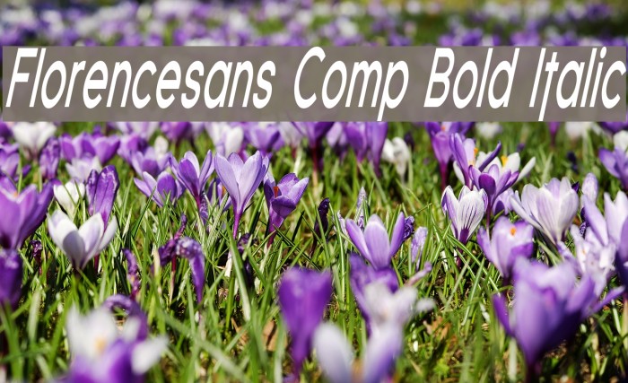 Florencesans Comp Bold Italic Font examples