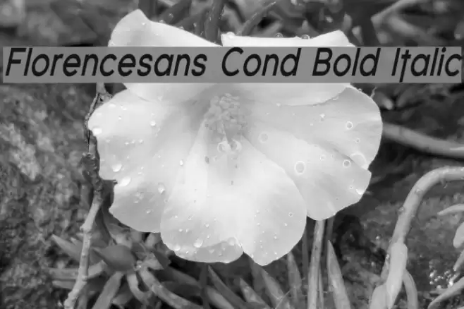 Florencesans Cond Bold Italic Font examples