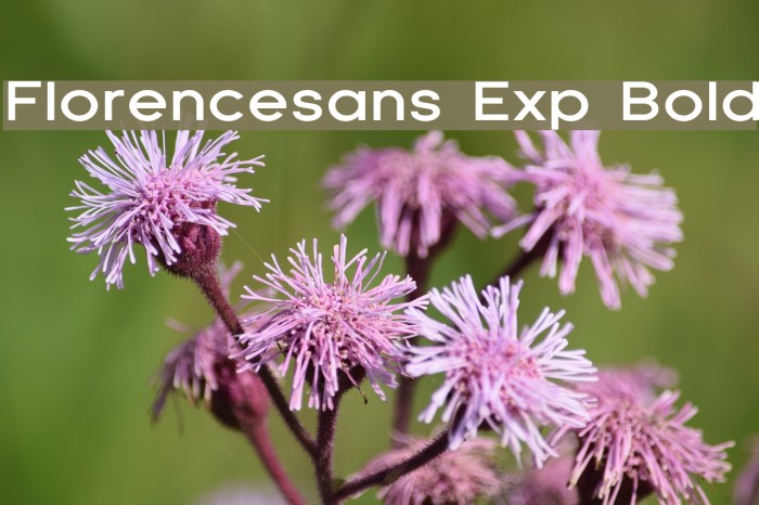 Florencesans Exp Bold Font examples