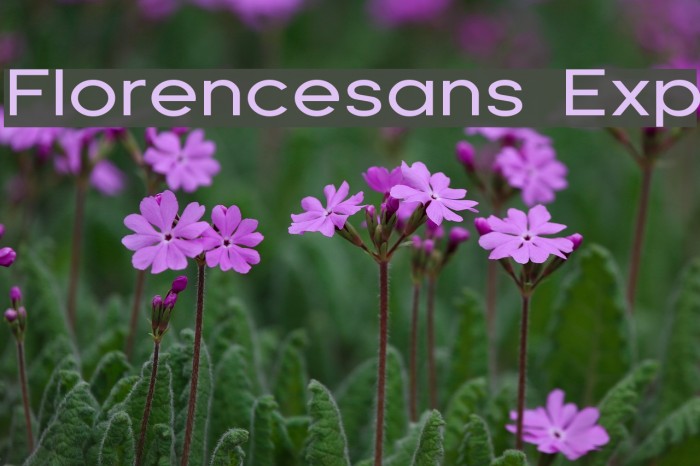 Florencesans Exp Font examples