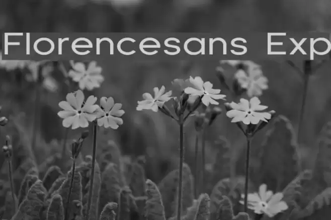 Florencesans Exp Fonte examples