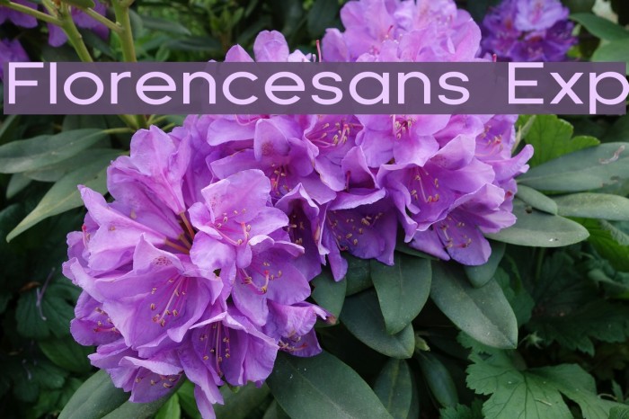 Florencesans Exp Font examples