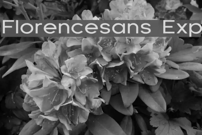 Florencesans Exp Fonte examples