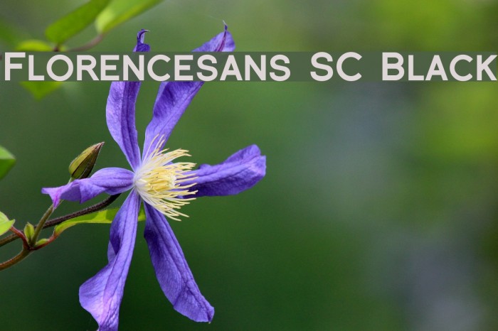 Florencesans SC Black フォント examples