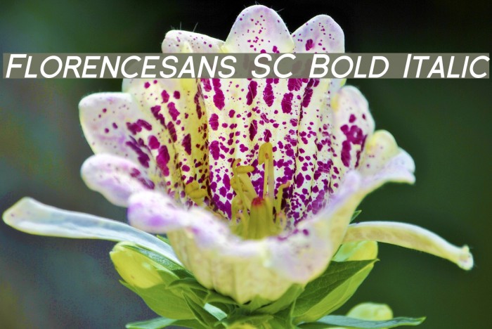 Florencesans SC Bold Italic Font examples
