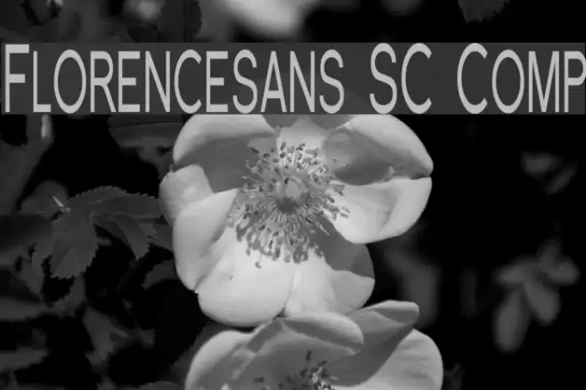 Florencesans SC Comp フォント examples