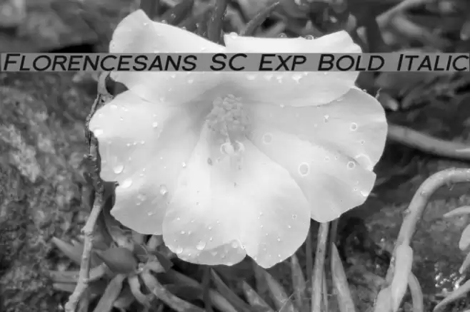 Florencesans SC Exp Bold Italic Font examples
