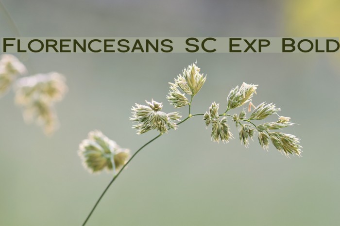 Florencesans SC Exp Bold Font examples
