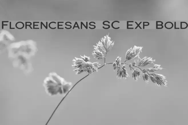Florencesans SC Exp Bold Шрифта examples