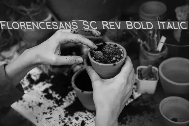 Florencesans SC Rev Bold Italic Font examples