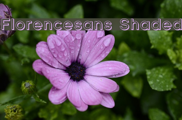 Florencesans Shaded Font examples