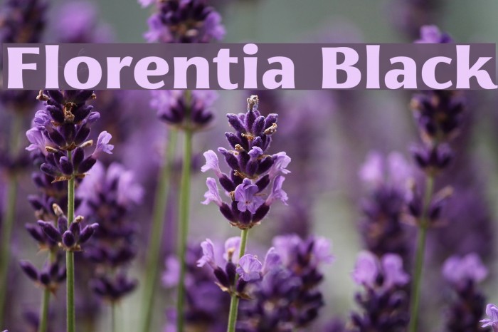 Florentia Black Example 3