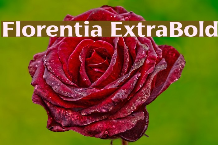 Florentia ExtraBold Font examples