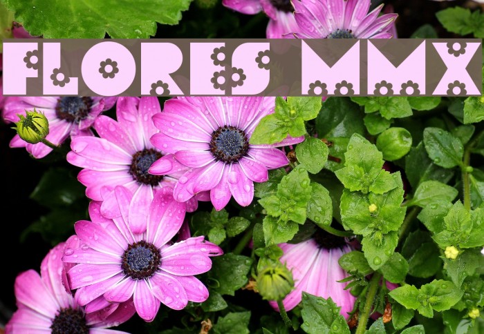 Flores MMX Font examples