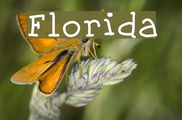 Florida Fonte examples