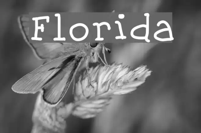 Florida Font examples