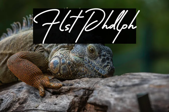 Floristone Phidelphia Example 1