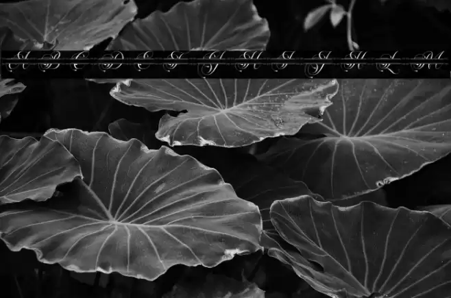 Flourish Monogram Font examples