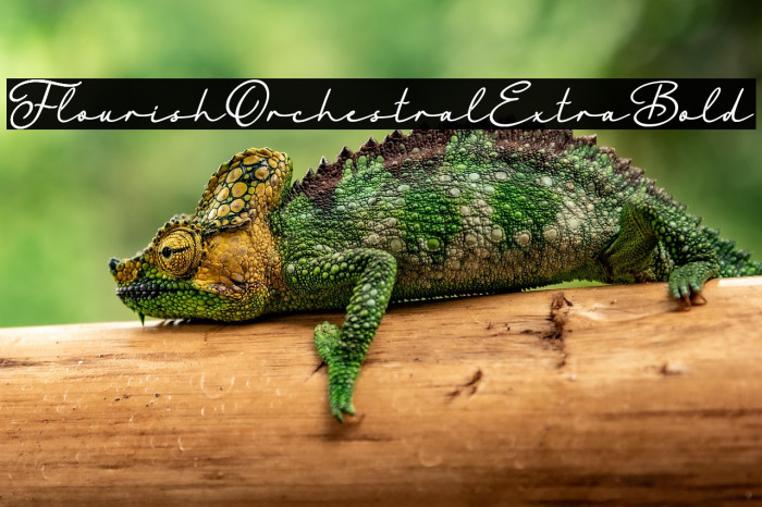 FlourishOrchestralExtraBold Example 3