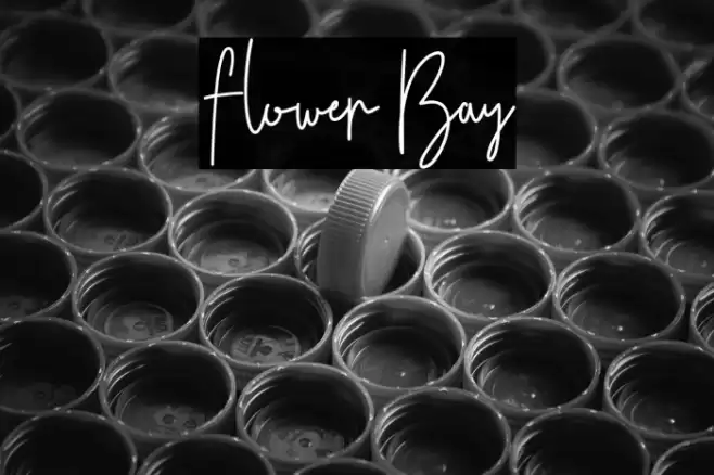 Flower Bay Font examples