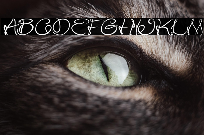 Flower In The Window Italic Example 2