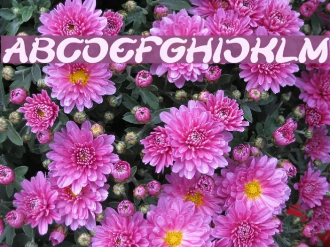 Flower Lover Bold Italic Example 3