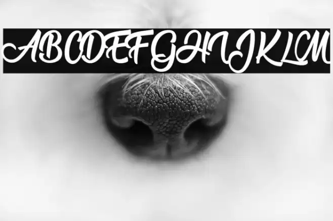 Flower Power Personal Use  Font examples