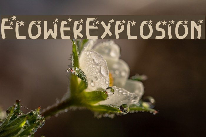 FlowerExplosion Font examples